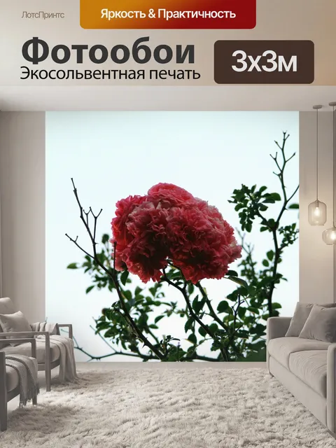 Фотообои Розовая роза на фоне неба