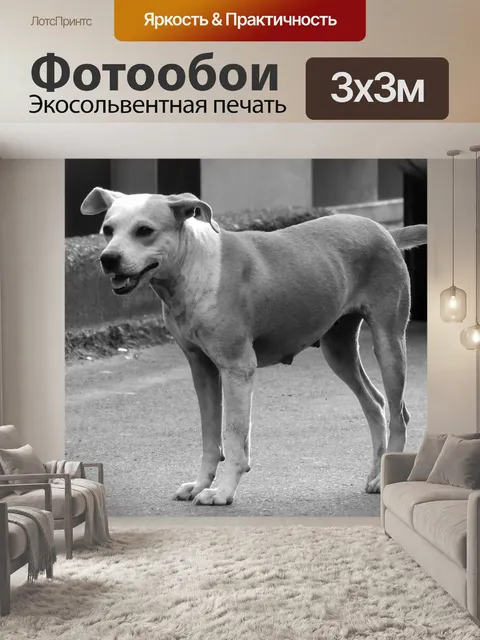 Фотообои Животное