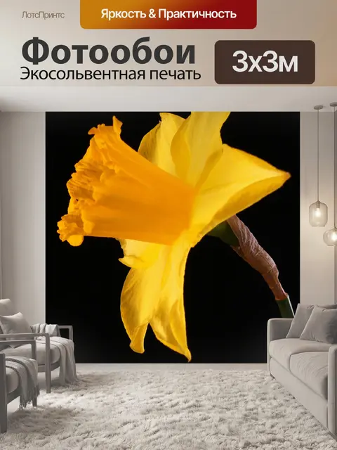Фотообои Daffodil flower
