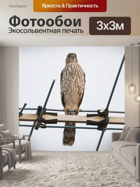 Фотообои Hawk заседание