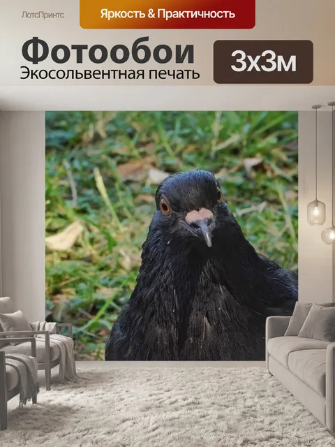 Фотообои Голубь