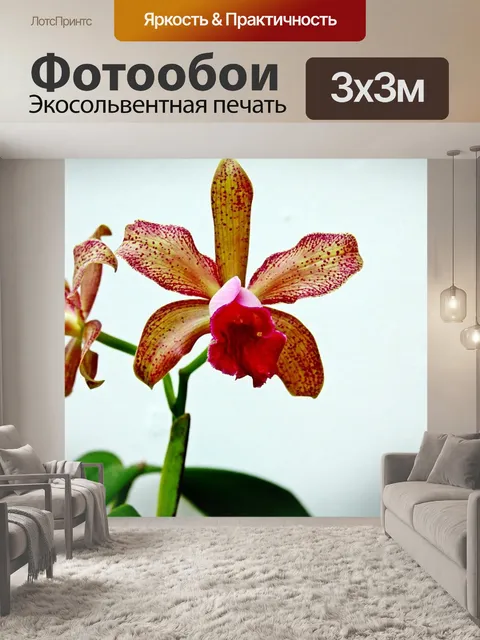Фотообои Орхидеи