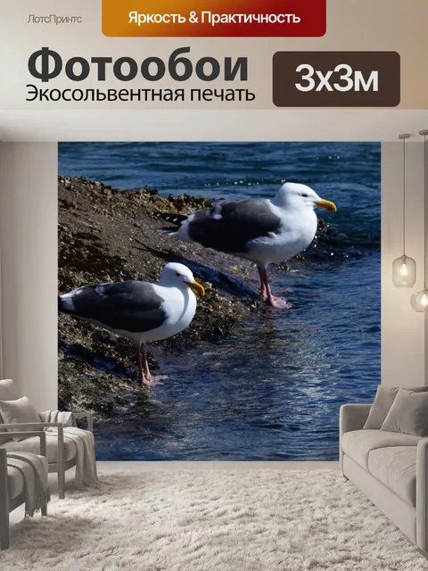 Фотообои чайка