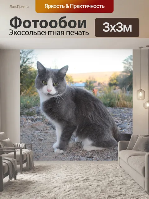 Фотообои Кот