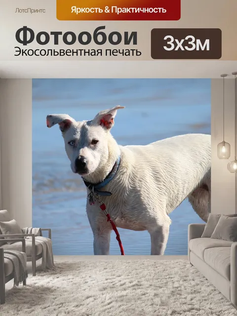 Фотообои Собака
