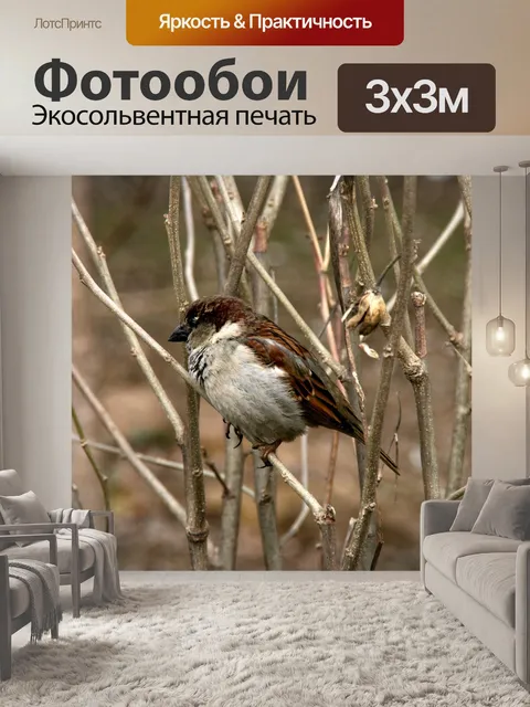 Фотообои Воробей