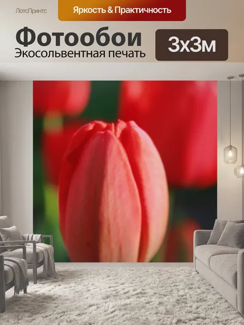 Фотообои Тюльпаны