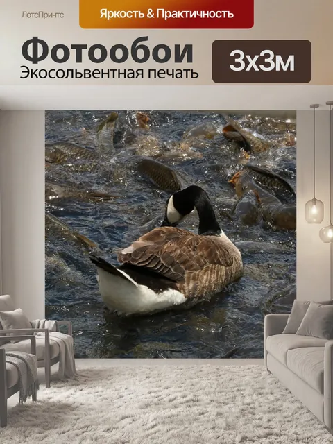 Фотообои Канадский гусь и рыба в озере