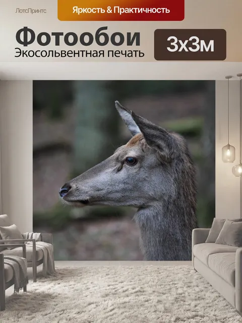 Фотообои Косуля