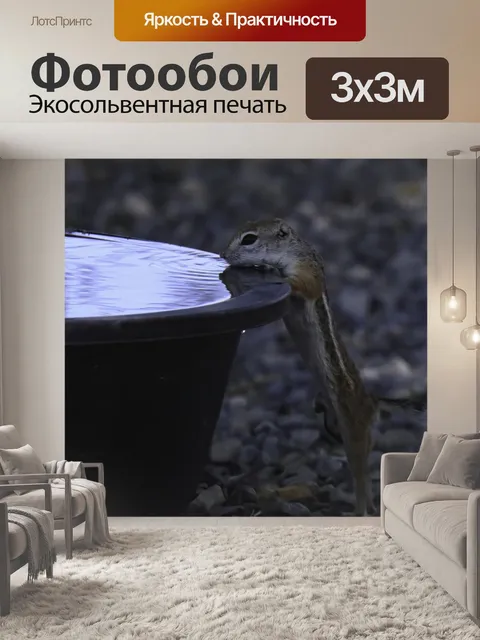 Фотообои Антилопа белочка