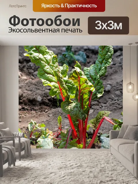 Фотообои Овощи