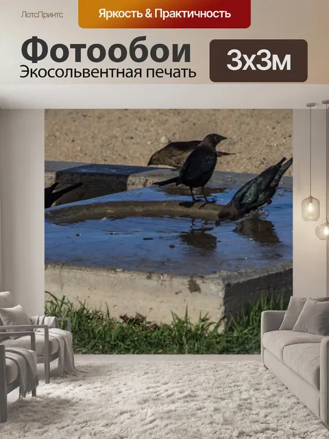 Фотообои Птицы у водопроводного крана