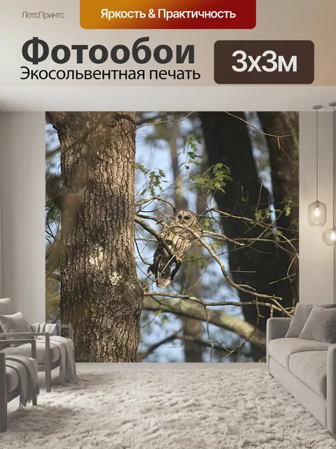 Фотообои Сова
