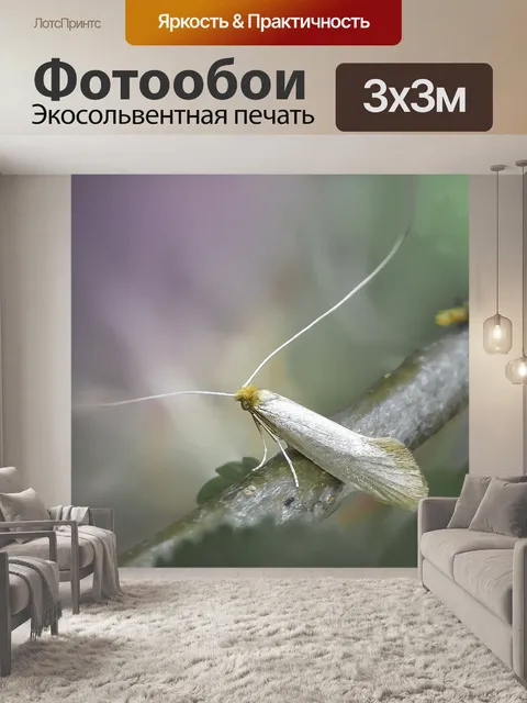 Фотообои Бабочка