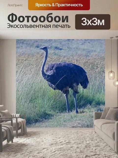 Фотообои серая самка страуса приближается