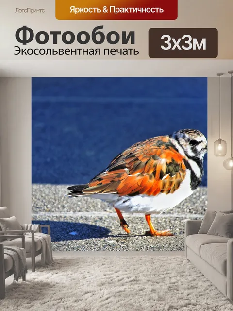 Фотообои Птица
