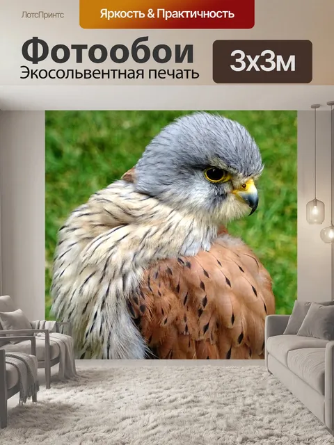 Фотообои Домашнее животное пустельга птица