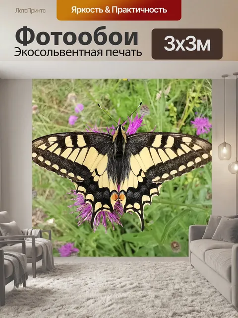 Фотообои Бабочка