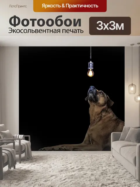 Фотообои Собака