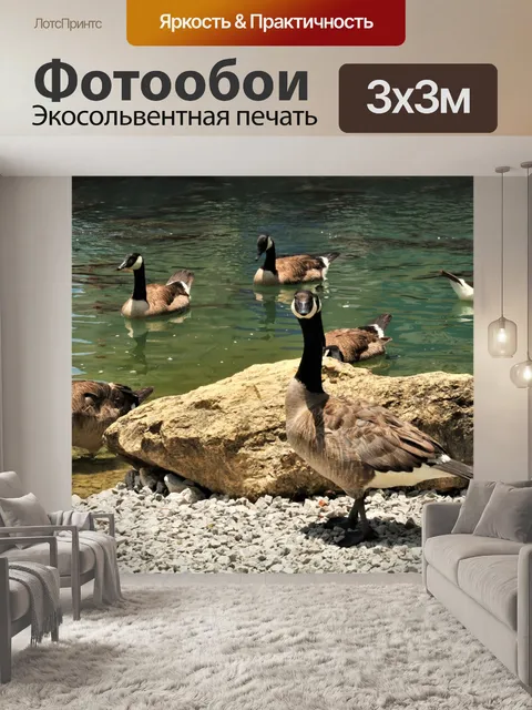 Фотообои Канадские гуси на берегу озера