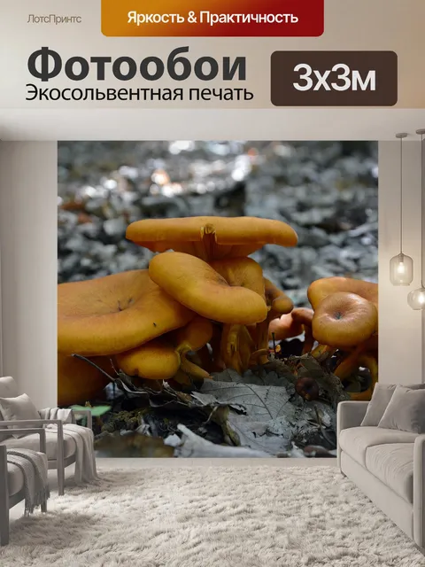 Фотообои Грибы