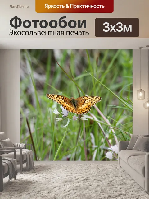 Фотообои Разноцветная бабочка-бабочка