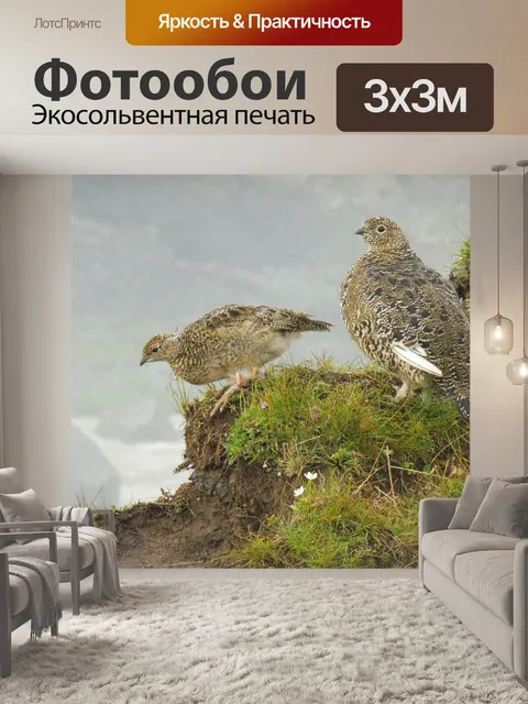 Фотообои Птицы