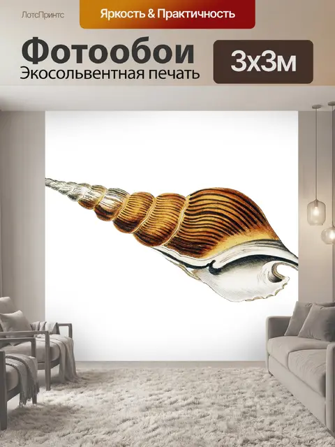 Фотообои Морская ракушка клипарт винтажное искусс