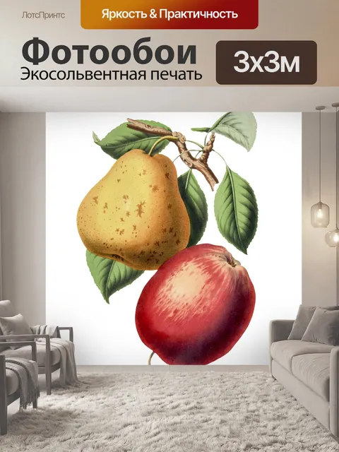 Фотообои Груша яблоко старинные иллюстрации