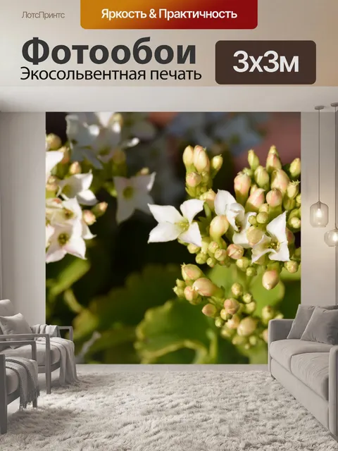Фотообои Красивые белые цветы в солнце