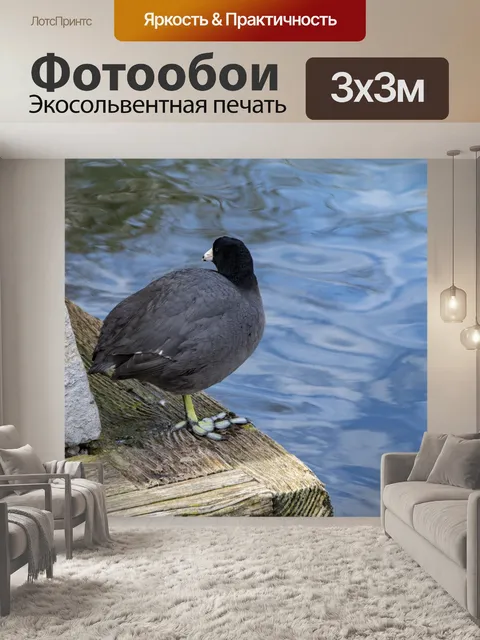 Фотообои Лысуха водой