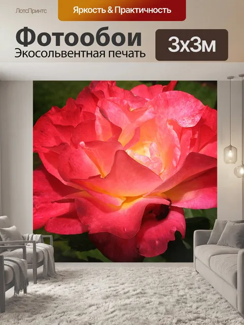 Фотообои Роза