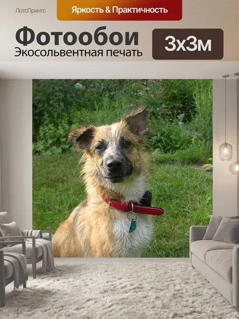 Фотообои Собака