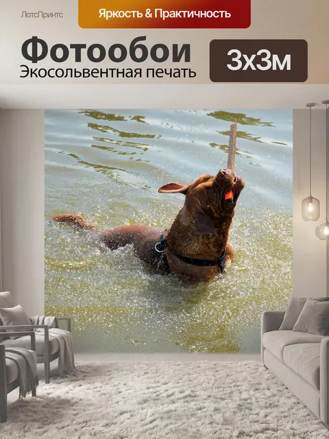Фотообои Принести палку 2