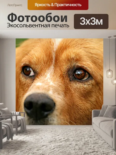 Фотообои Собака