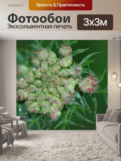 Фотообои Цветы
