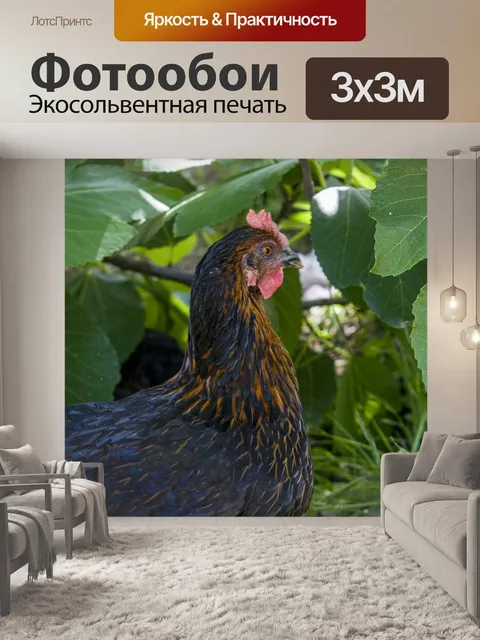 Фотообои Курица