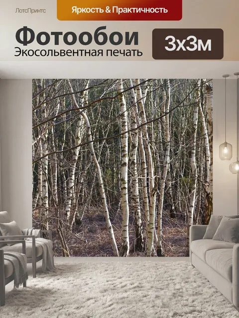 Фотообои Береза серебристая