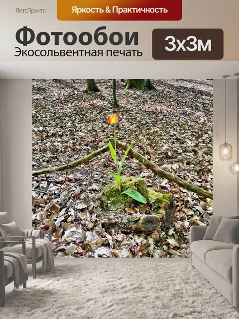 Фотообои Тюльпан