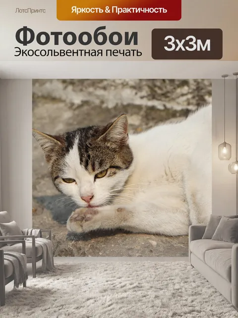 Фотообои Кошка