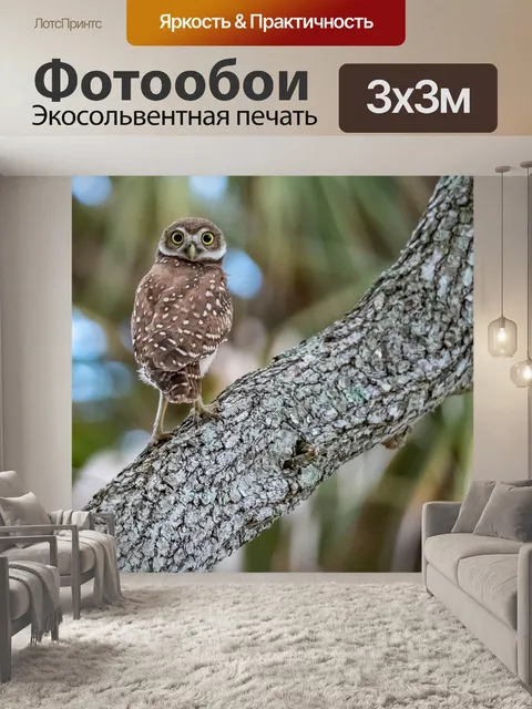 Фотообои Сова