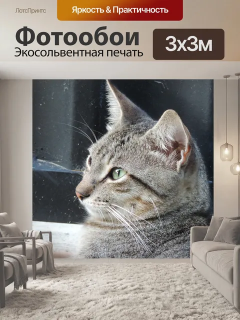 Фотообои Кошка