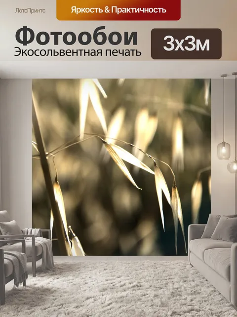 Фотообои Травы в позднем пополудни солнце