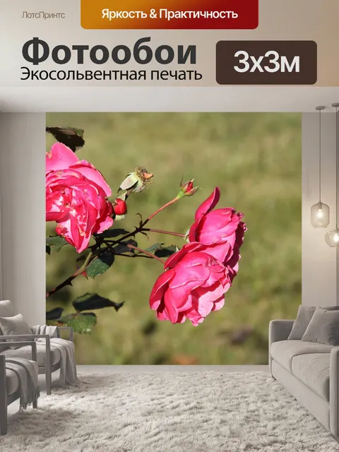 Фотообои Роза