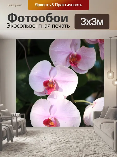 Фотообои Орхидеи