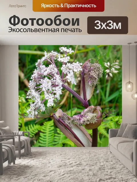Фотообои Цветок