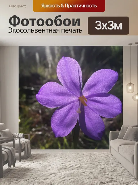 Фотообои Лес