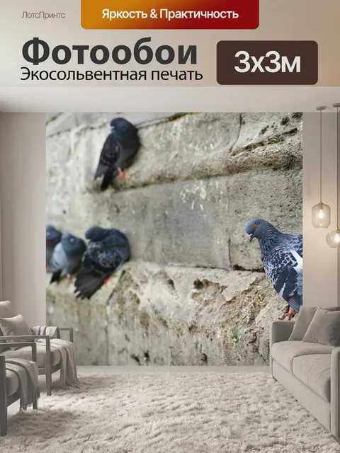 Фотообои Голубь