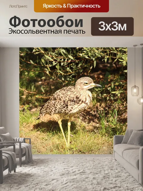 Фотообои Птица