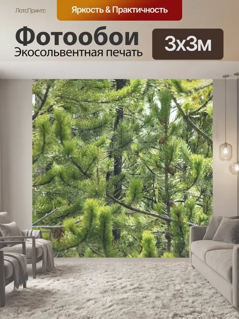 Фотообои Ветки сосны